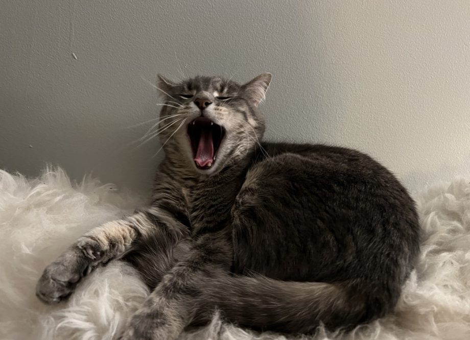 A grey cat on a fleece rug, yawning.